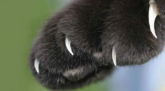 Како да се намали мачка канџи: корисни препораки за нега